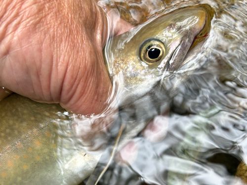 イワナの釣果