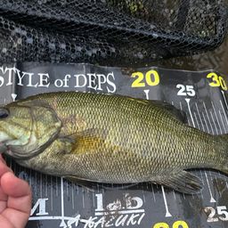 スモールマウスバス