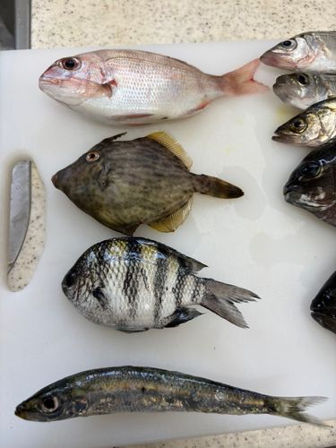 カワハギの釣果