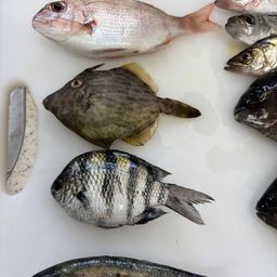 カワハギ
