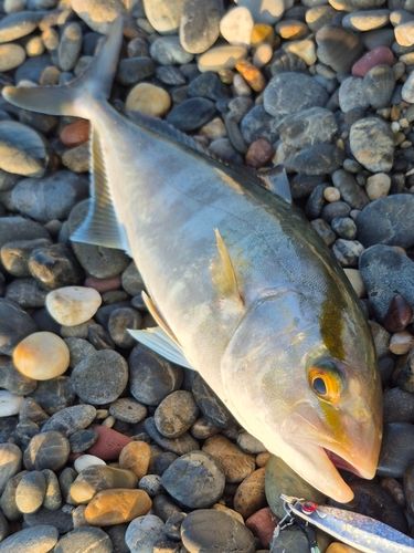 ショゴの釣果