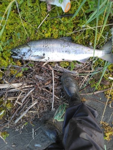 アキアジの釣果