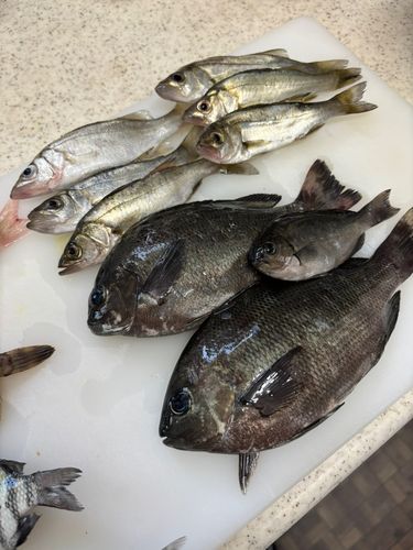 メジナの釣果