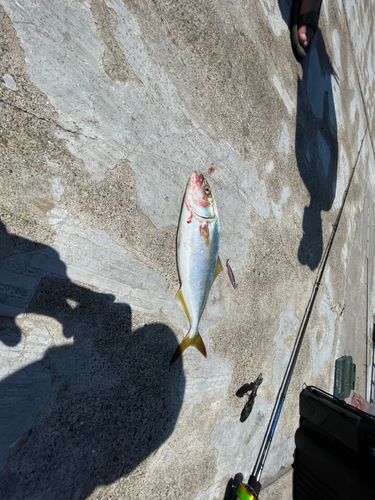 ツバスの釣果