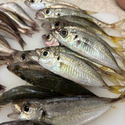 アジ