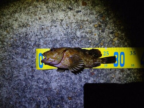 カサゴの釣果