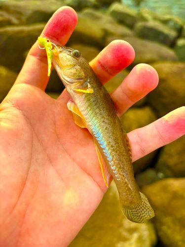 マハゼの釣果