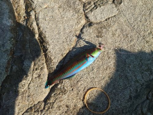ニシキベラの釣果