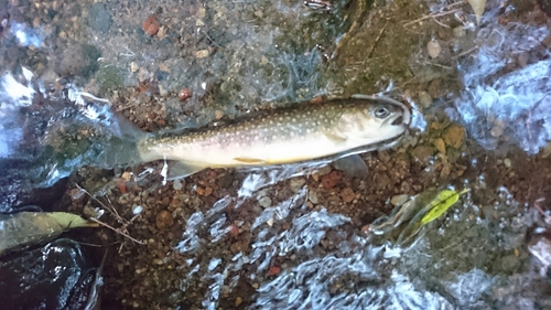 イワナの釣果