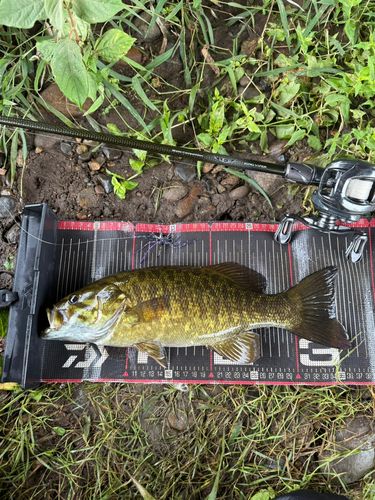 スモールマウスバスの釣果