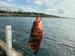 キジハタの釣果