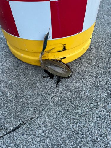 コウイカの釣果