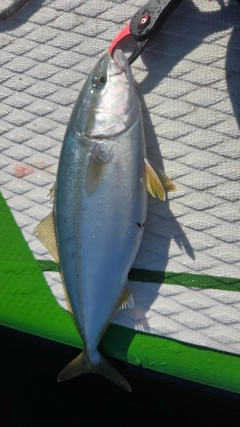 ワカシの釣果