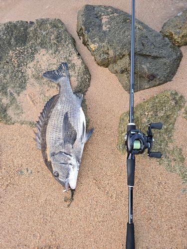 チヌの釣果