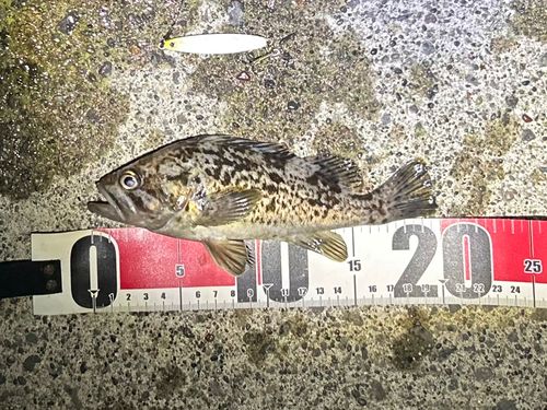 クロソイの釣果