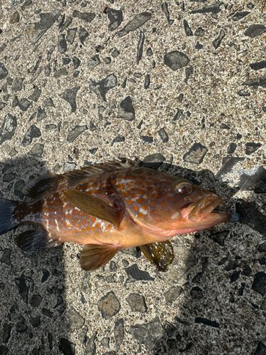 キジハタの釣果