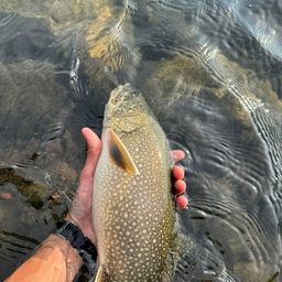 レイクトラウト