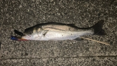 フッコ(マルスズキ)の釣果