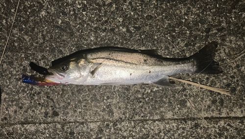 フッコ（マルスズキ）の釣果