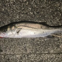 フッコ（マルスズキ）