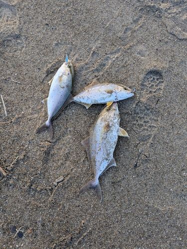 ショゴの釣果
