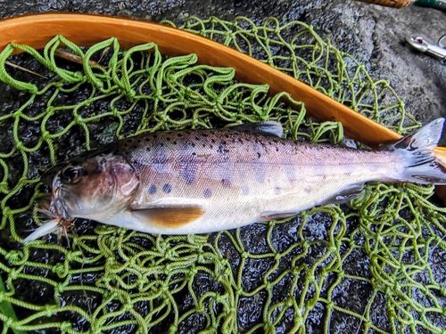 ヤマメの釣果