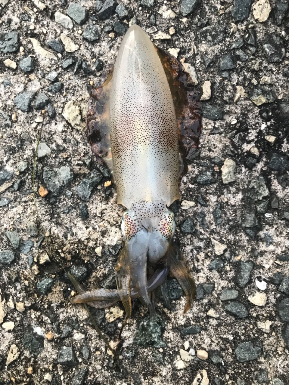 アオリイカ