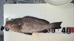 オオモンハタの釣果