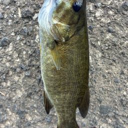 スモールマウスバス