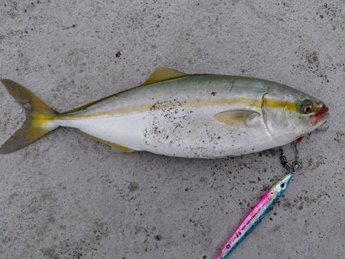 ワカシの釣果