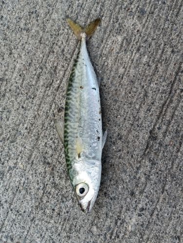 サバの釣果