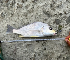 ホシミゾイサキの釣果