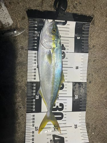 伊良湖サーフ