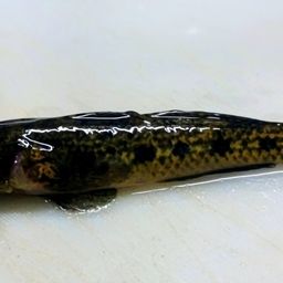 ハゼ