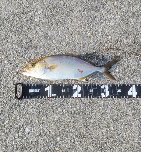 ネリゴの釣果