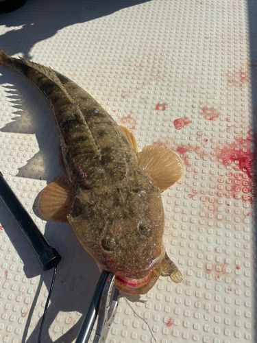 マゴチの釣果