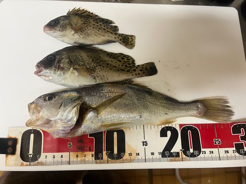 コショウダイの釣果