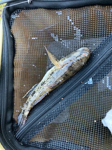ウロハゼの釣果