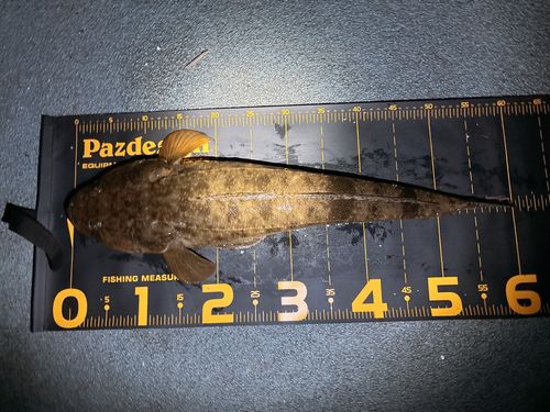 マゴチの釣果