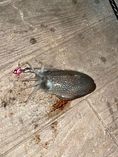 シリヤケイカの釣果