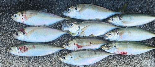 アジの釣果