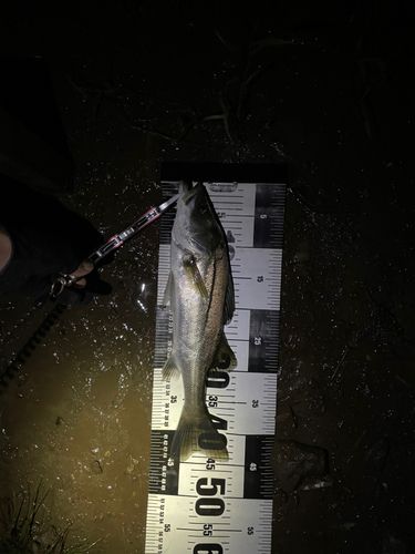 セイゴ（マルスズキ）の釣果