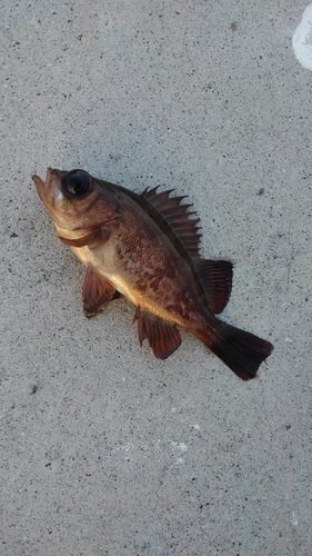 メバルの釣果