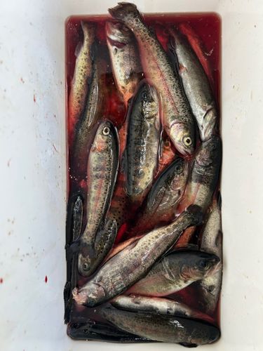 ニジマスの釣果