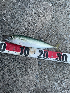 サバの釣果