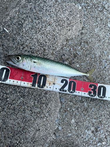 サバの釣果