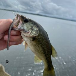 ラージマウスバス