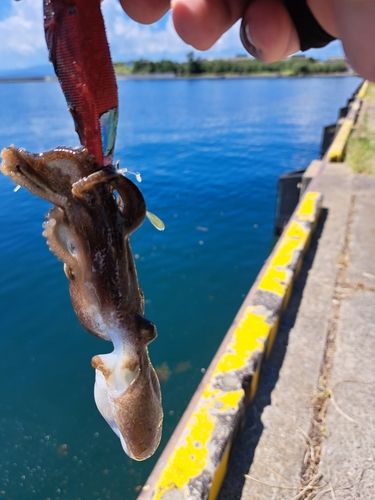 イイダコの釣果