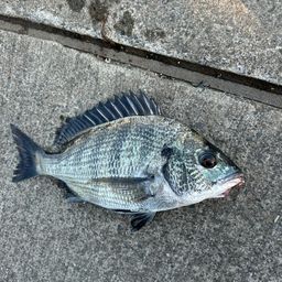 クロダイ