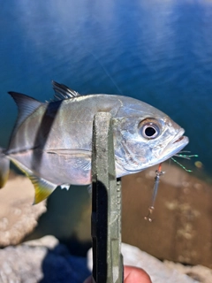 メッキの釣果